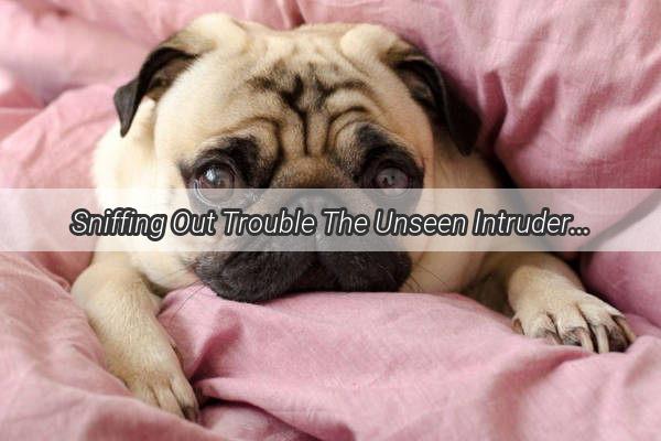 Sniffing Out Trouble The Unseen Intruder in Your Poochs Nose  Could It Be a Bacterial Invasion